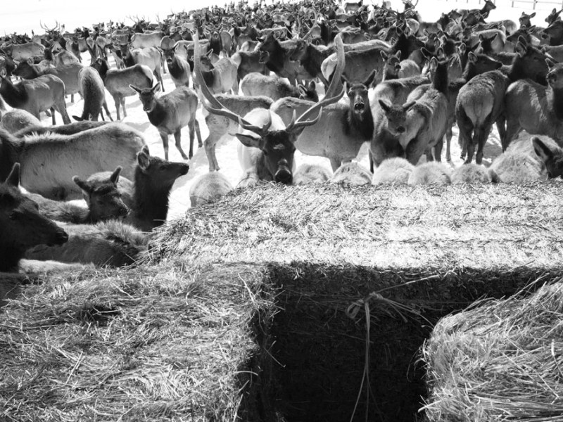 Wyoming confirms first case of chronic wasting disease inside an elk feedground
