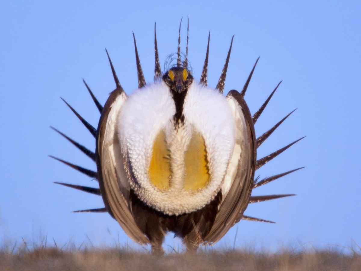 Wyoming stakeholders nudge feds in opposing directions on sage grouse conservation plan