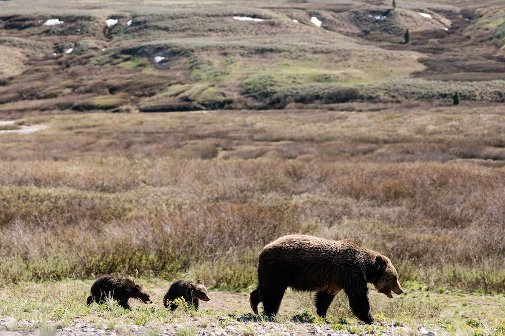 Problem grizzly or problem people? A Togwotee Pass standoff - WyoFile