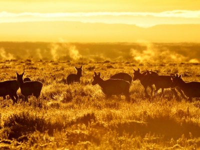 Game and Fish Commission reverses plan to trim Wyoming’s first pronghorn migration corridor