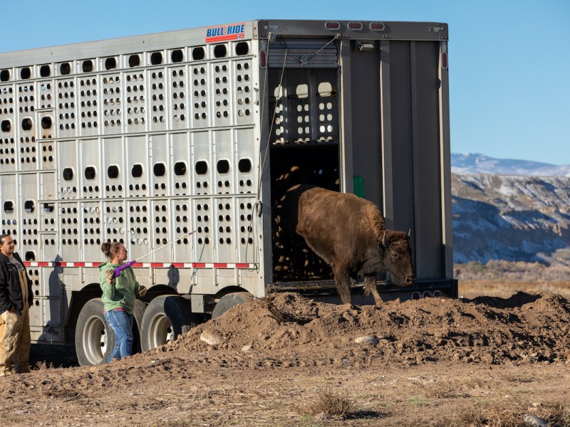 ‘Good medicine’: Buffalo delivered to new home on the reservation