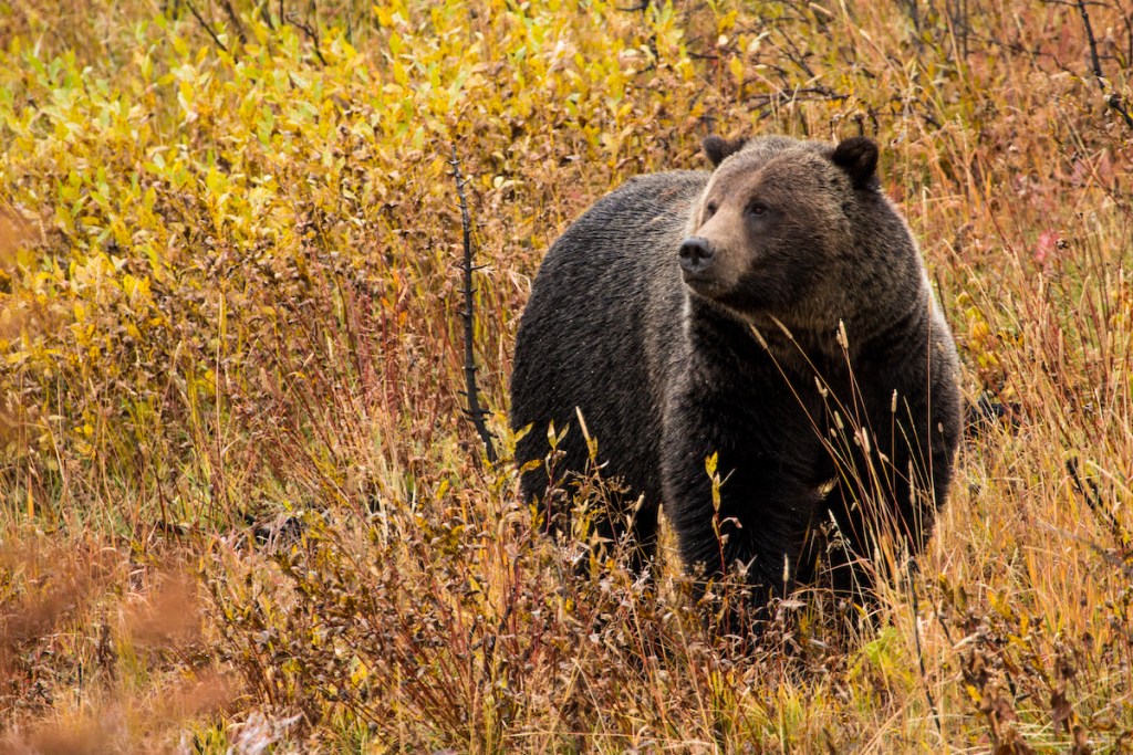State management of grizzlies would be a disaster
