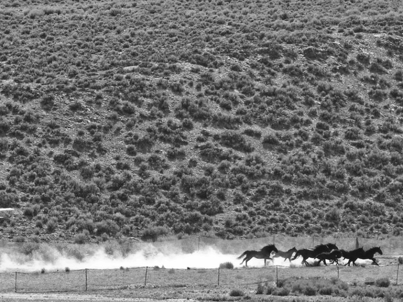 ‘Defiant Five’ win temporary freedom in wild horse roundup