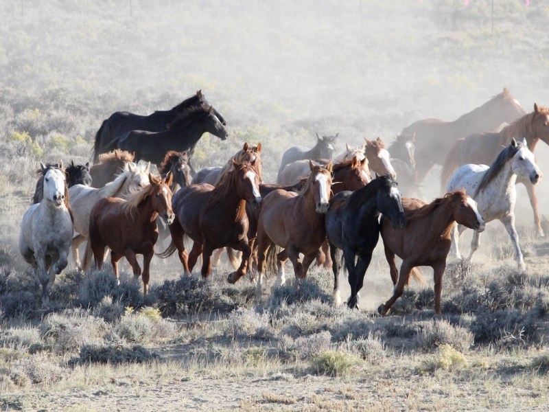 Court blocks Wyoming wild horse roundup, cites ‘ecological balance’ questions