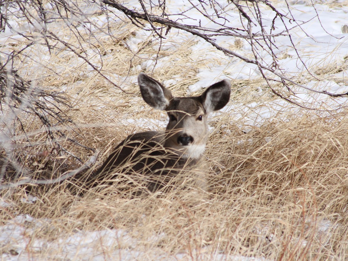Mule deer migration route proposed for ‘identification’ in Yellowstone ecosystem, not ‘designation’