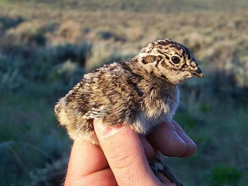 New sage grouse data ‘alarming,’ state biologist says