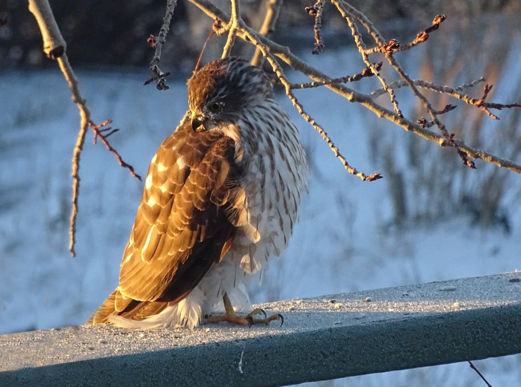 A hawk preens its back feathers, sitting on a bannister in golden sunlight light with snow in the background