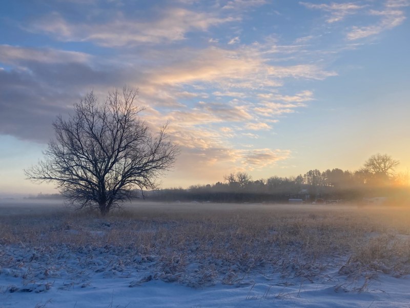 A bare tree stands in a field with snow on the ground