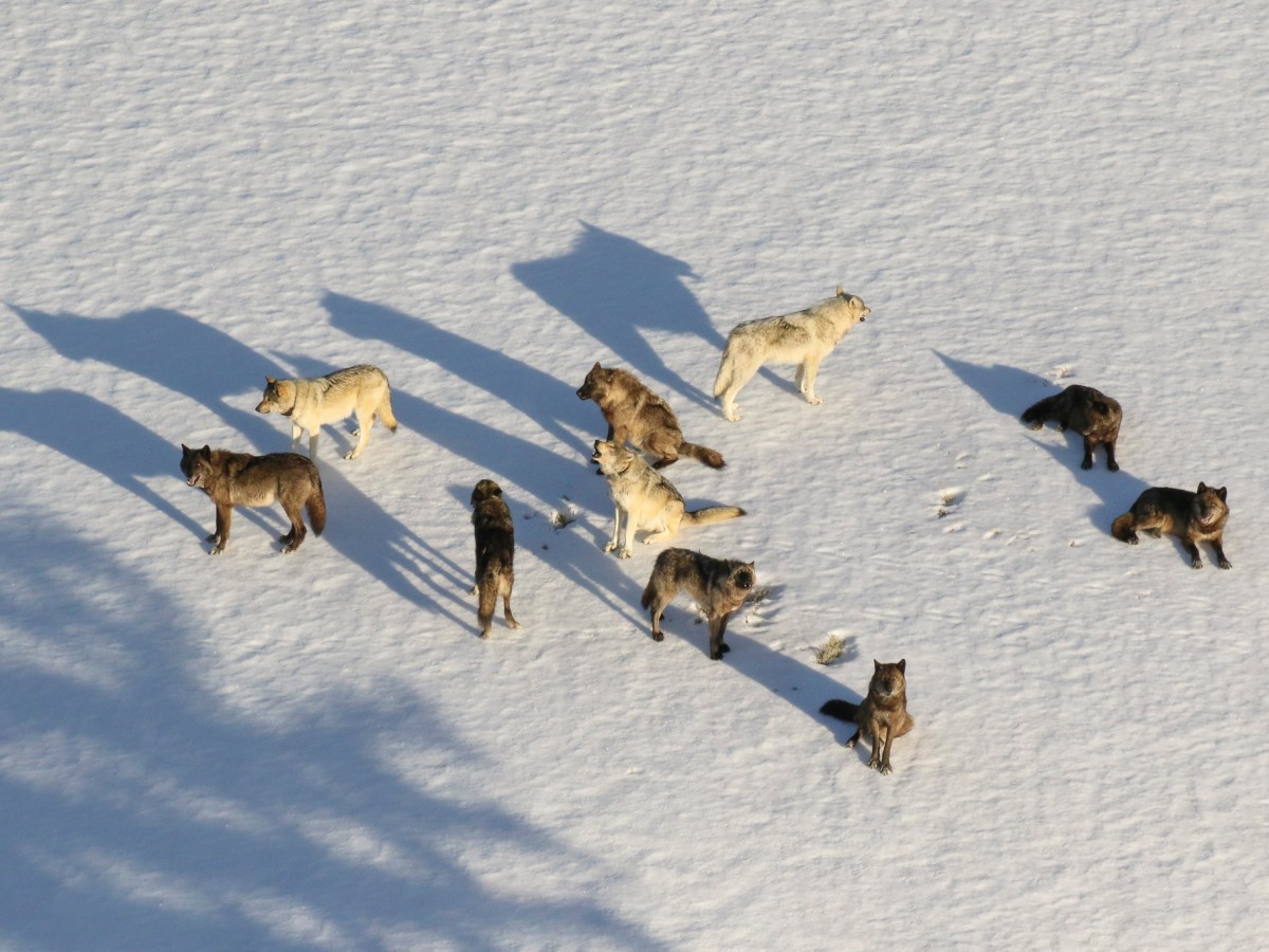 Yellowstone: Wolf hunt altered behavior, damaged research