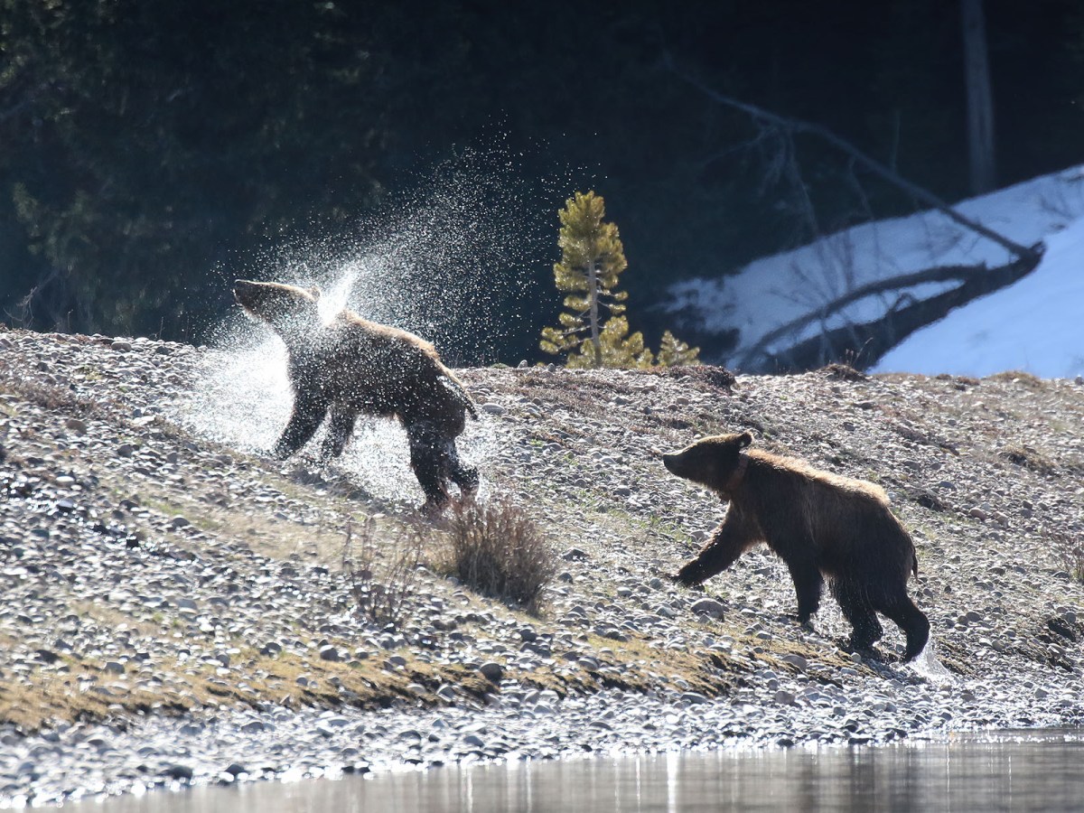 Trump and Musk’s DOGE ‘functionally destroying’ historic Yellowstone grizzly science team