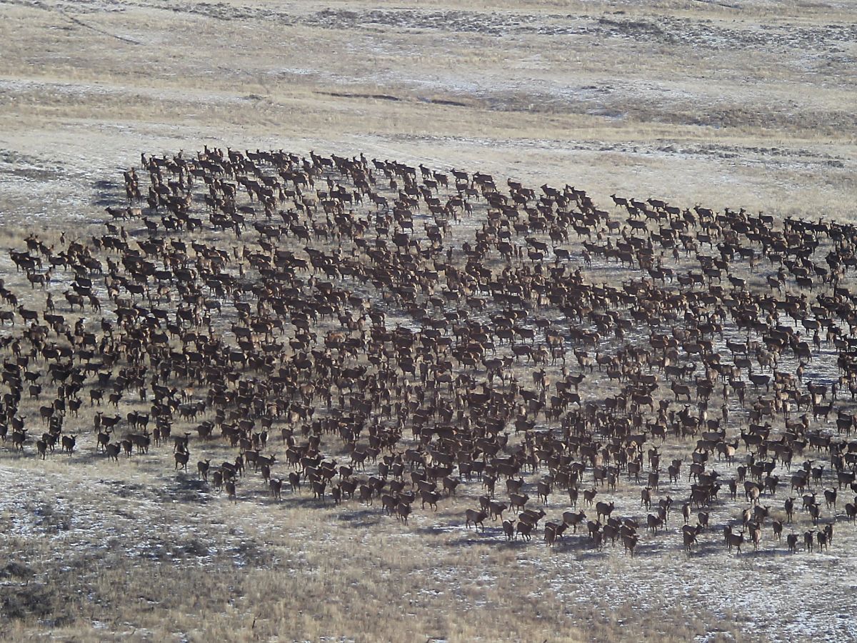 Elk and cattle both eat grass. Lawmakers mull compensating ranchers — for more than the grass is worth