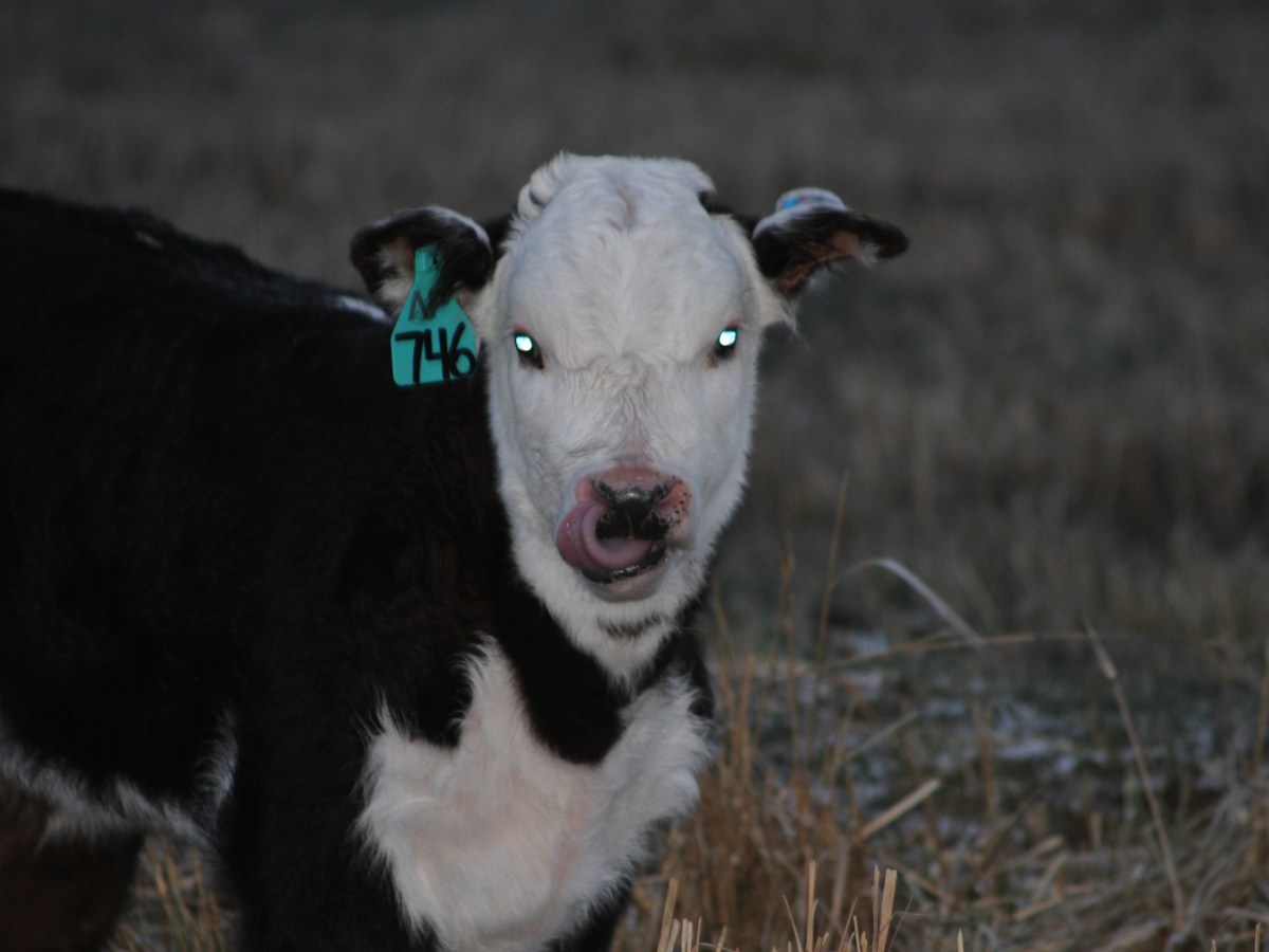 Moo calves disco up the Green River, griz and wolves not invited