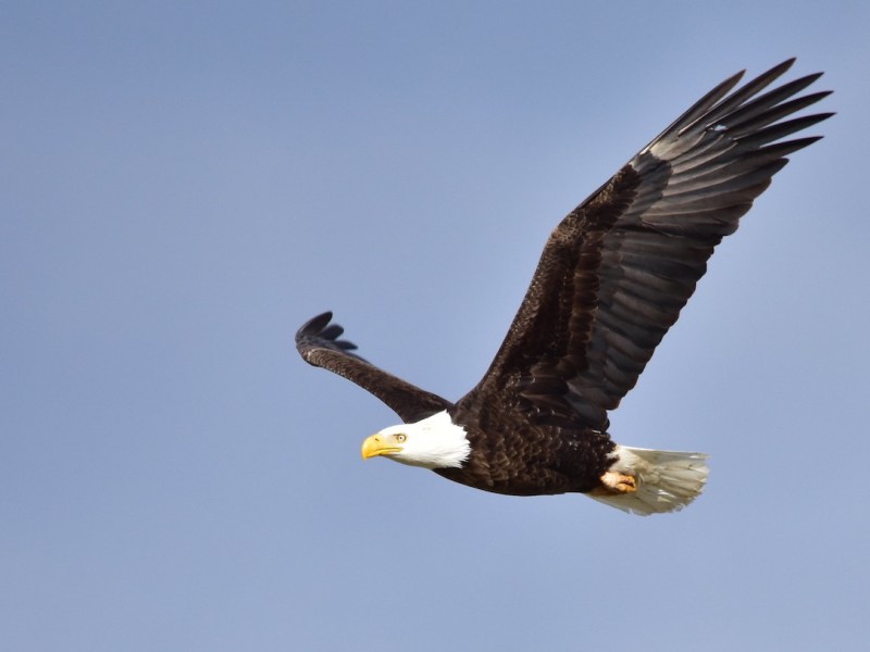 Bird flu still on the minds of many amid lull in deaths