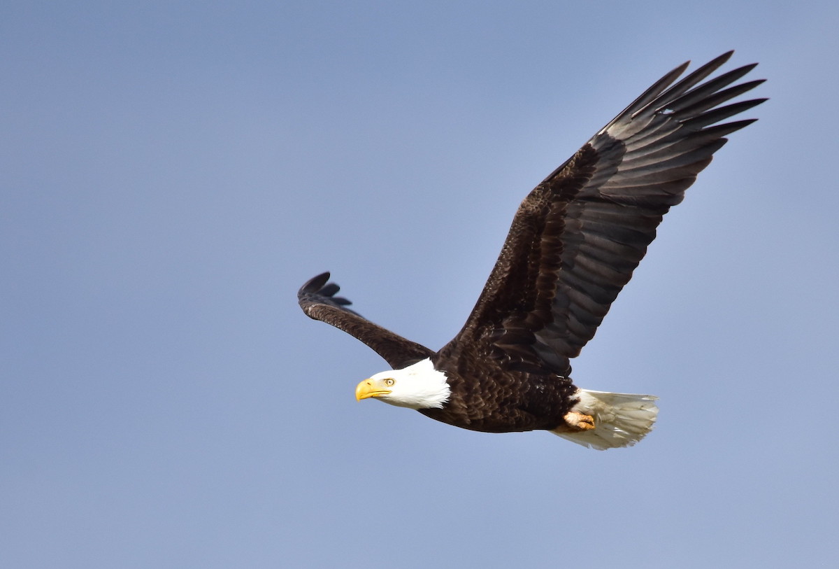 A bald eagle with wings outstretched in a seemingly cloudless sky