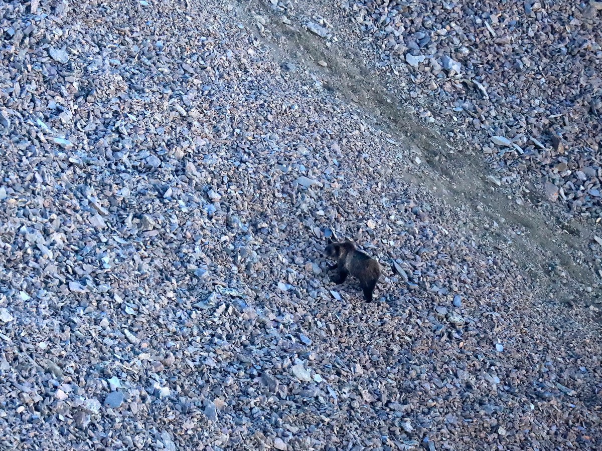 Mysterious moth-eating grizzlies have a people problem