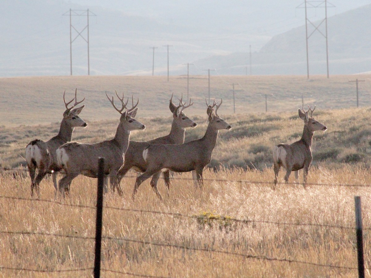 Mule deer could lose half their northeast Wyoming habitat to cheatgrass without help