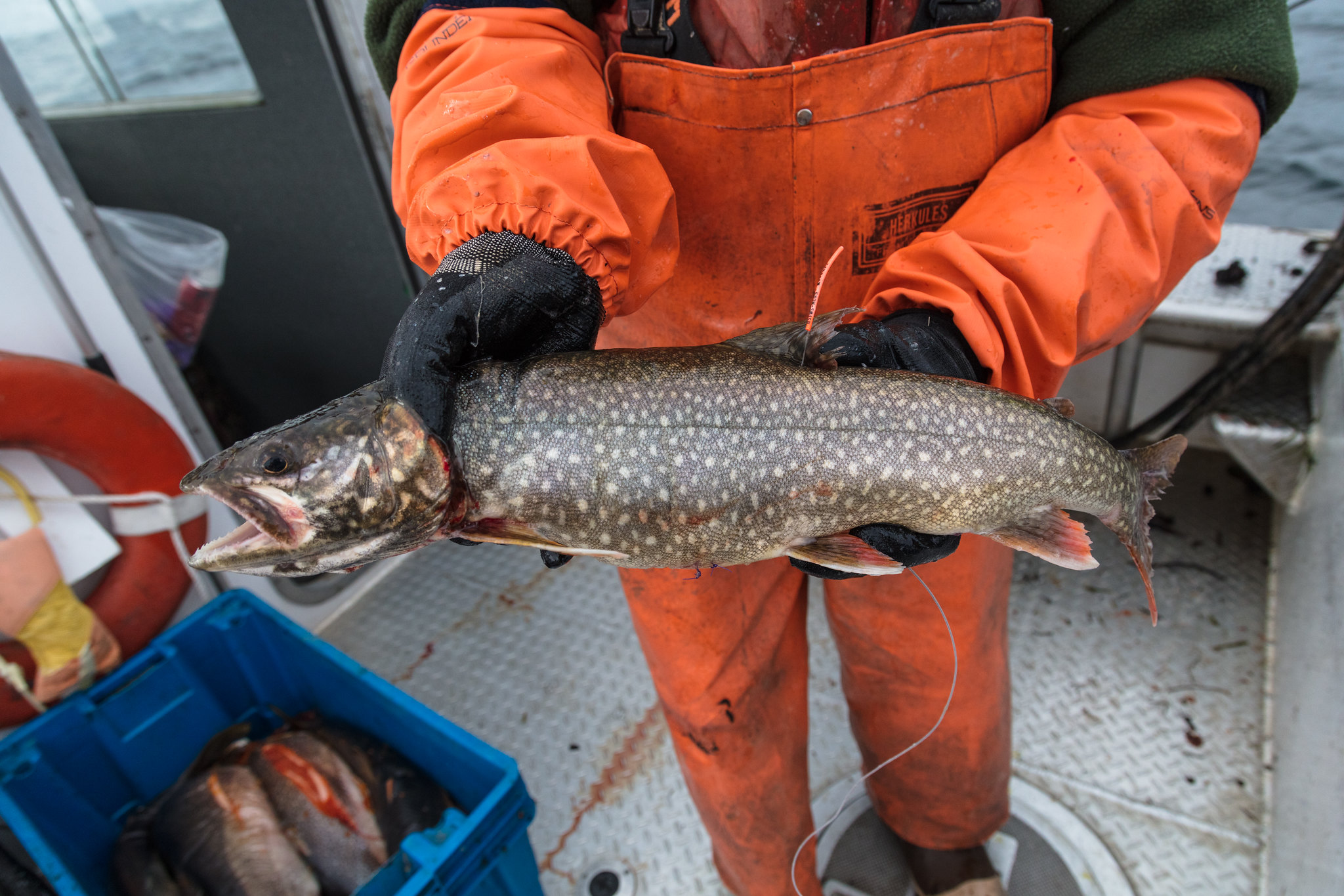 Perpetual netting: Can Yellowstone win its lake trout fight? - WyoFile