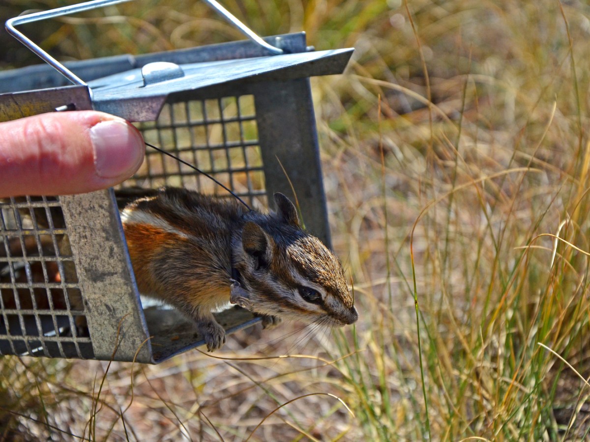Euthanize or release? The quandaries of handling captive animals