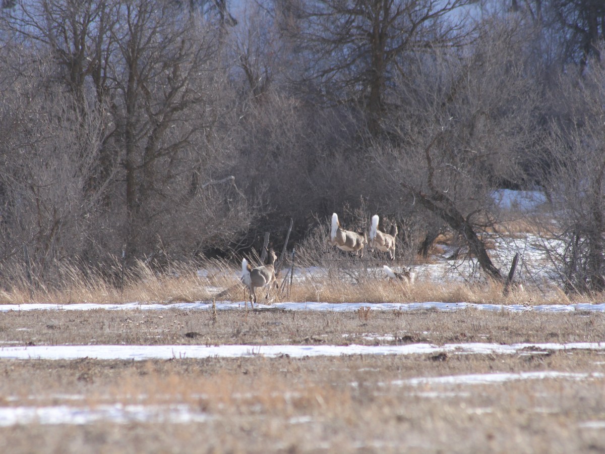 Wyoming’s deer factory — the Black Hills — is emptier than ever