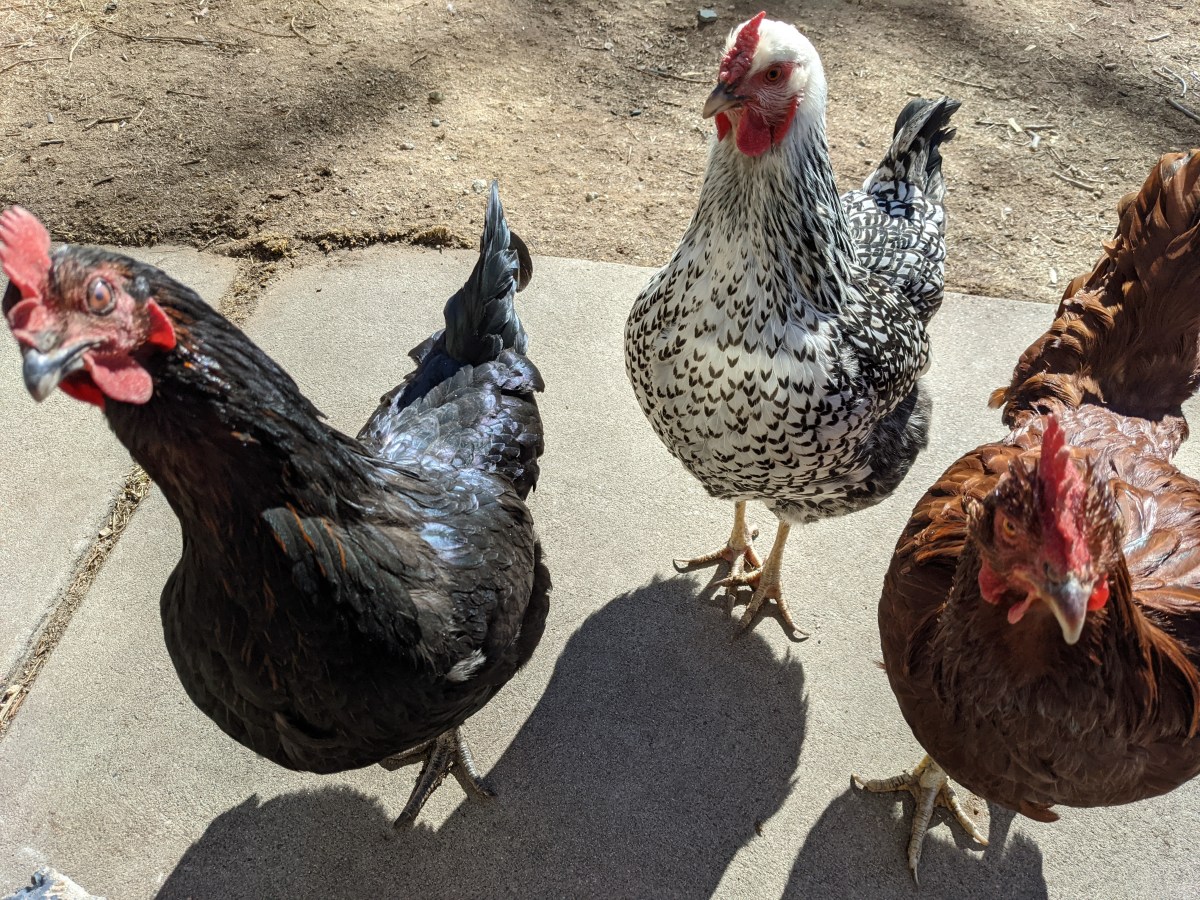 Three chickens standing next to each other.