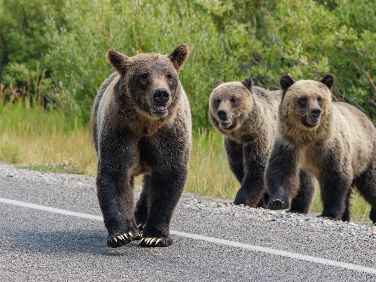 Grizzly mama of the Tetons sets out to break a record