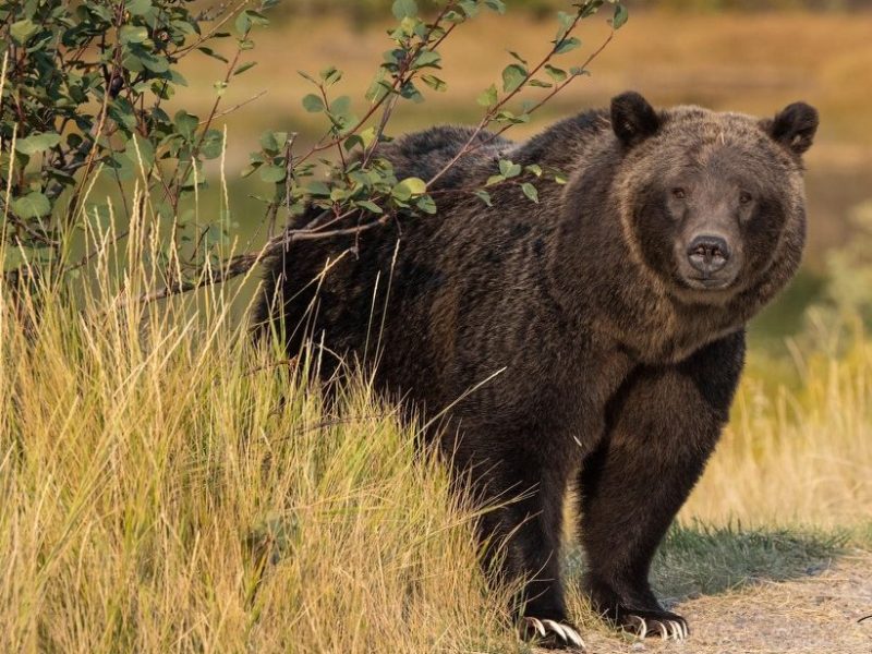 Feds: Yellowstone, Lower 48 grizzlies to remain protected by Endangered Species Act
