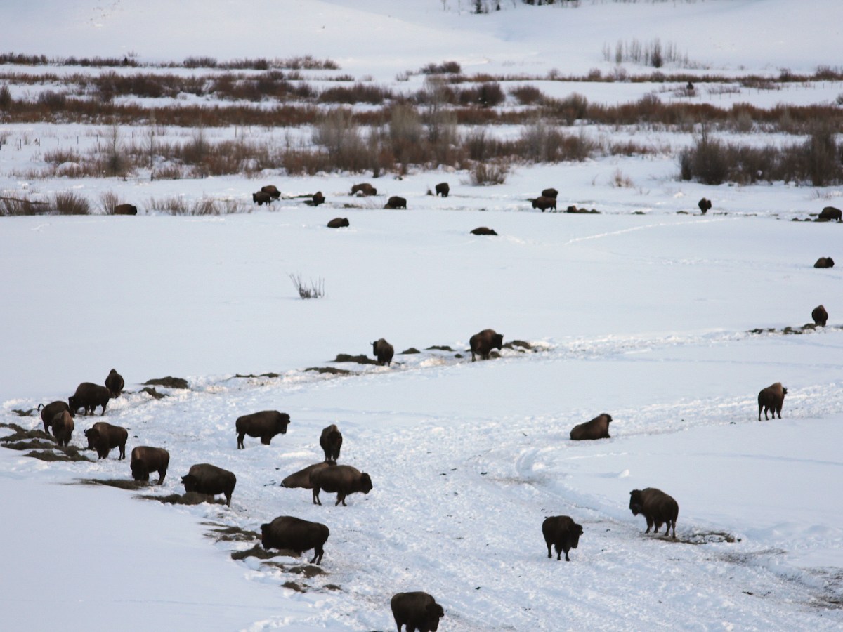Billionaire’s Bondurant bison herd ‘cleared’ after second brucellosis bout in five years