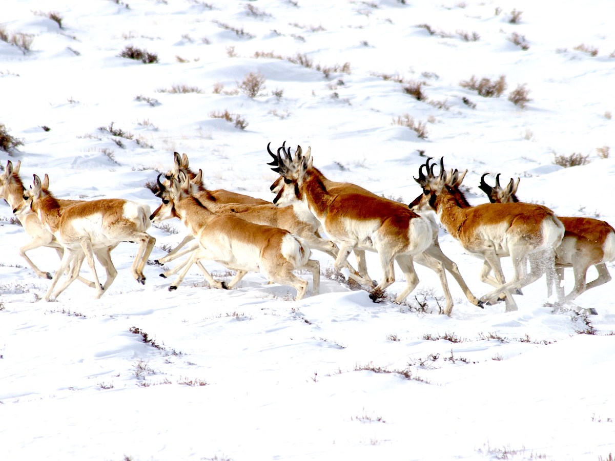 Industry pressure fails to halt Wyoming’s ‘Path of the Pronghorn’ pursuit