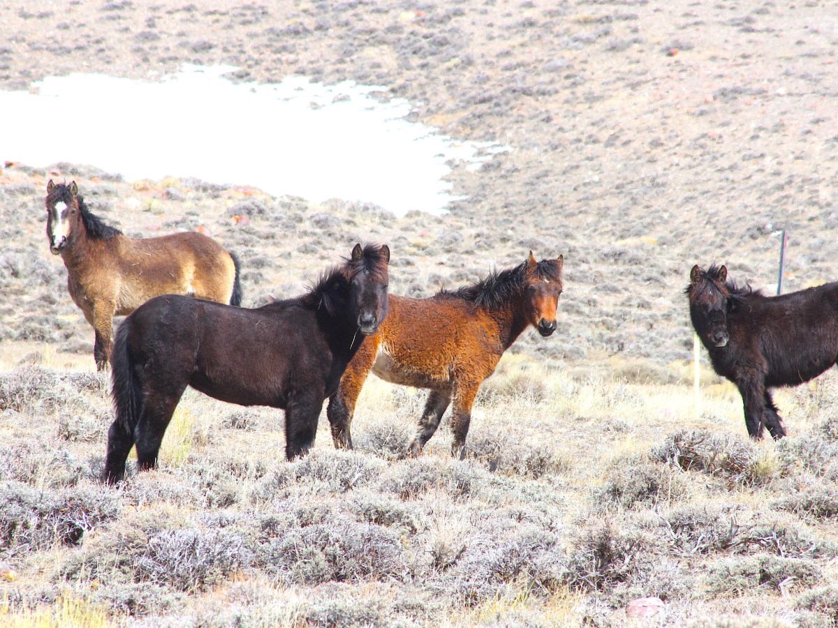 Feds plan to remove all wild horses from 2.1M acres of Wyoming’s ‘checkerboard’ starting in July