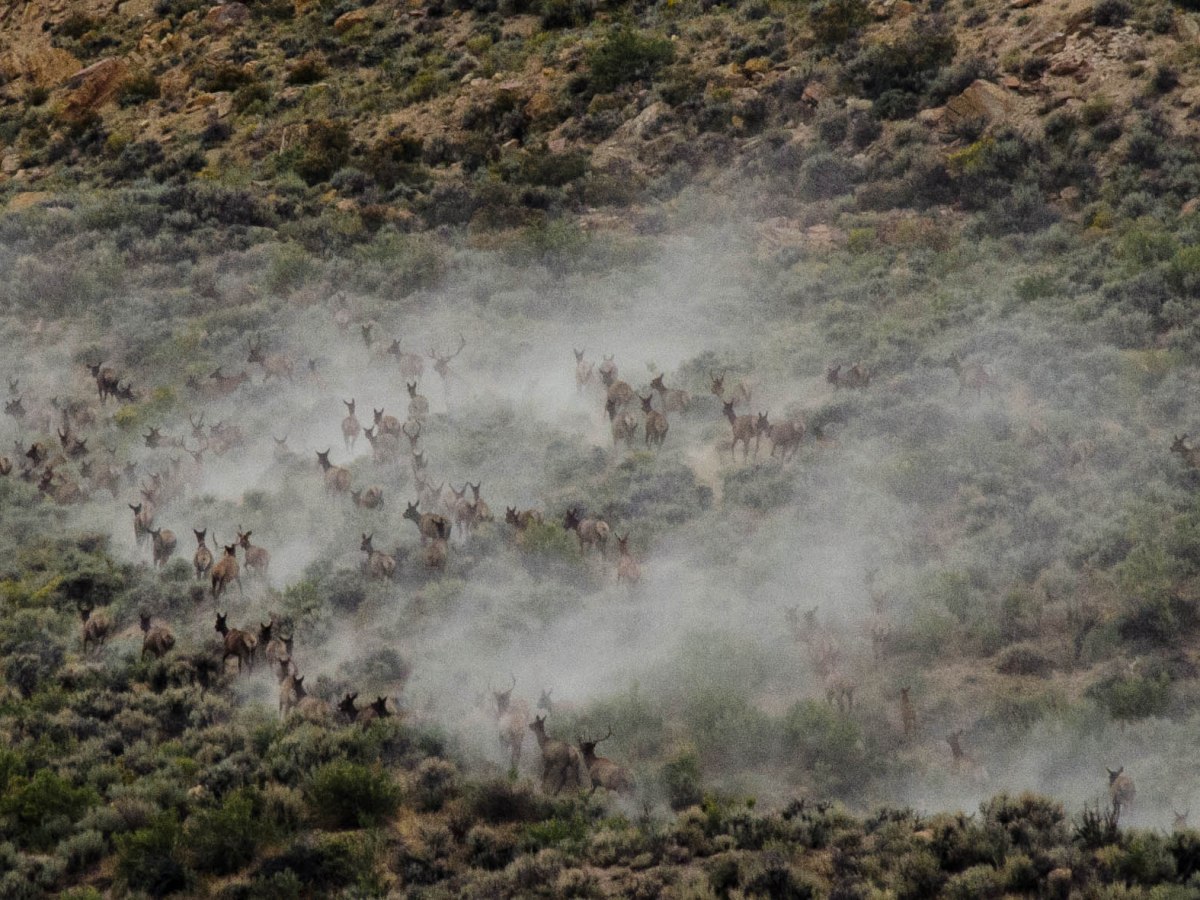 Thriving elk, struggling deer: Coincidence? New research suggests not