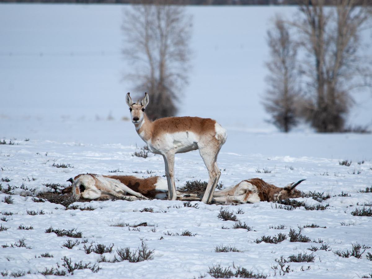 Rare ‘inverted’ snowpack magnified winter’s heavy toll on wildlife