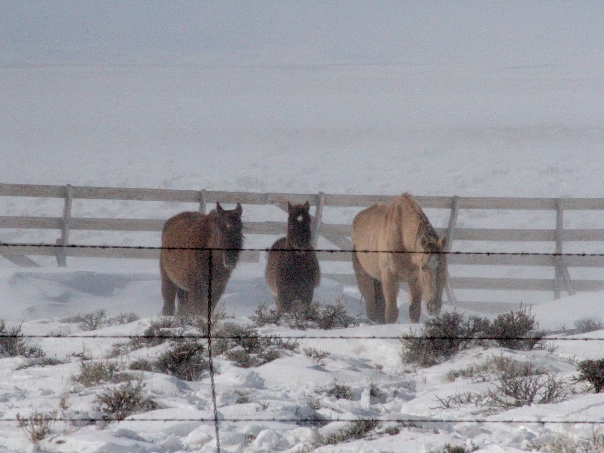 Wild horses in Wyoming’s ‘checkerboard’ region get 6-week reprieve from whole-herd removals
