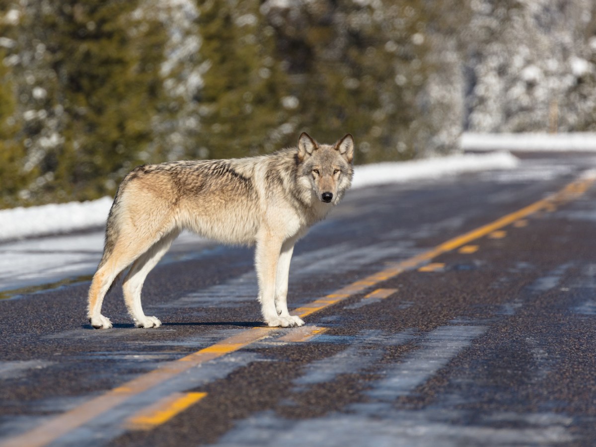 Wolf killing and the consequences of disturbing pack dynamics