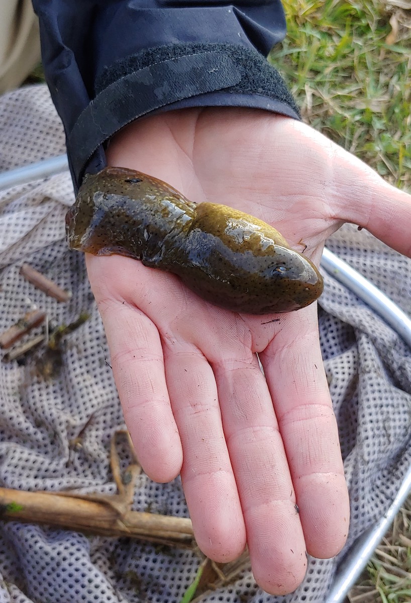 Bullfrogs are invading Sheridan, threatening native species - WyoFile