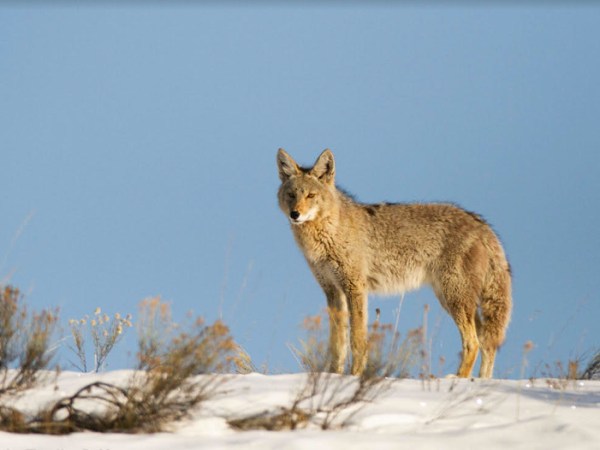 Wyoming spends record $4.2 million to kill coyotes, other predators