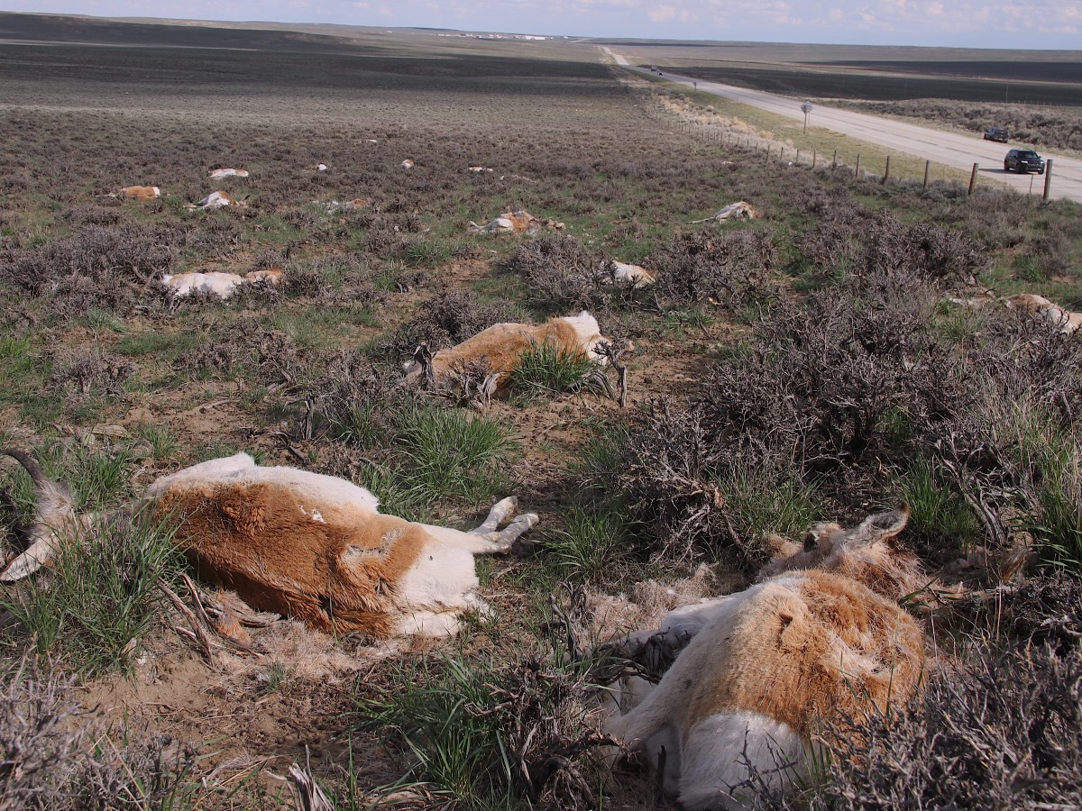 Fatal winter puts ‘Path of the Pronghorn’ on shaky ground