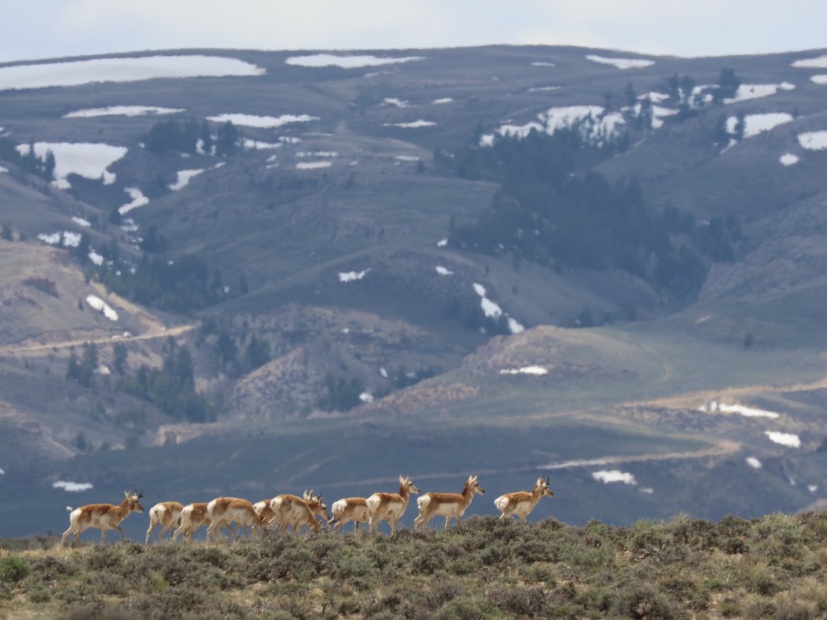 Path of the Pronghorn at ‘high risk’ of being lost, new analysis finds