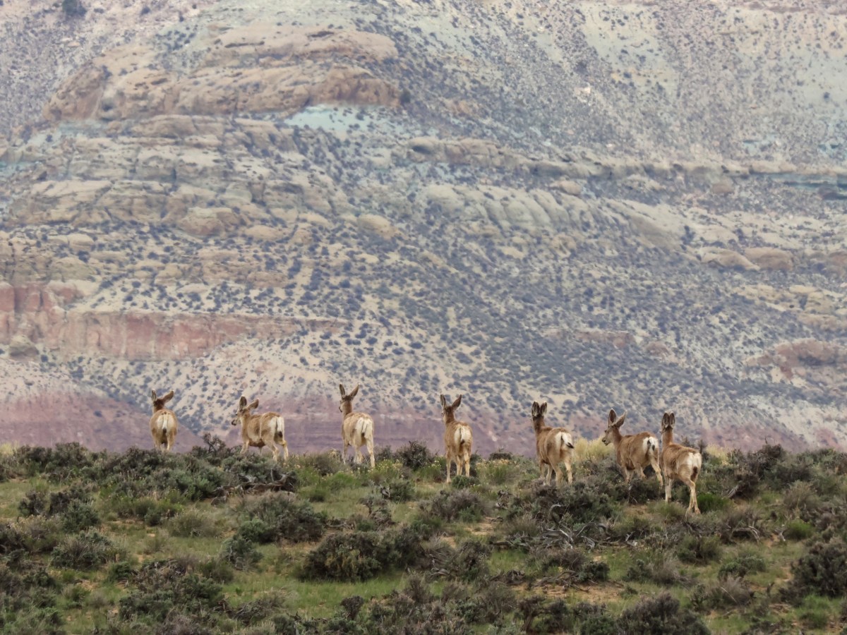 What’s in store for the devastated Wyoming Range Deer Herd?