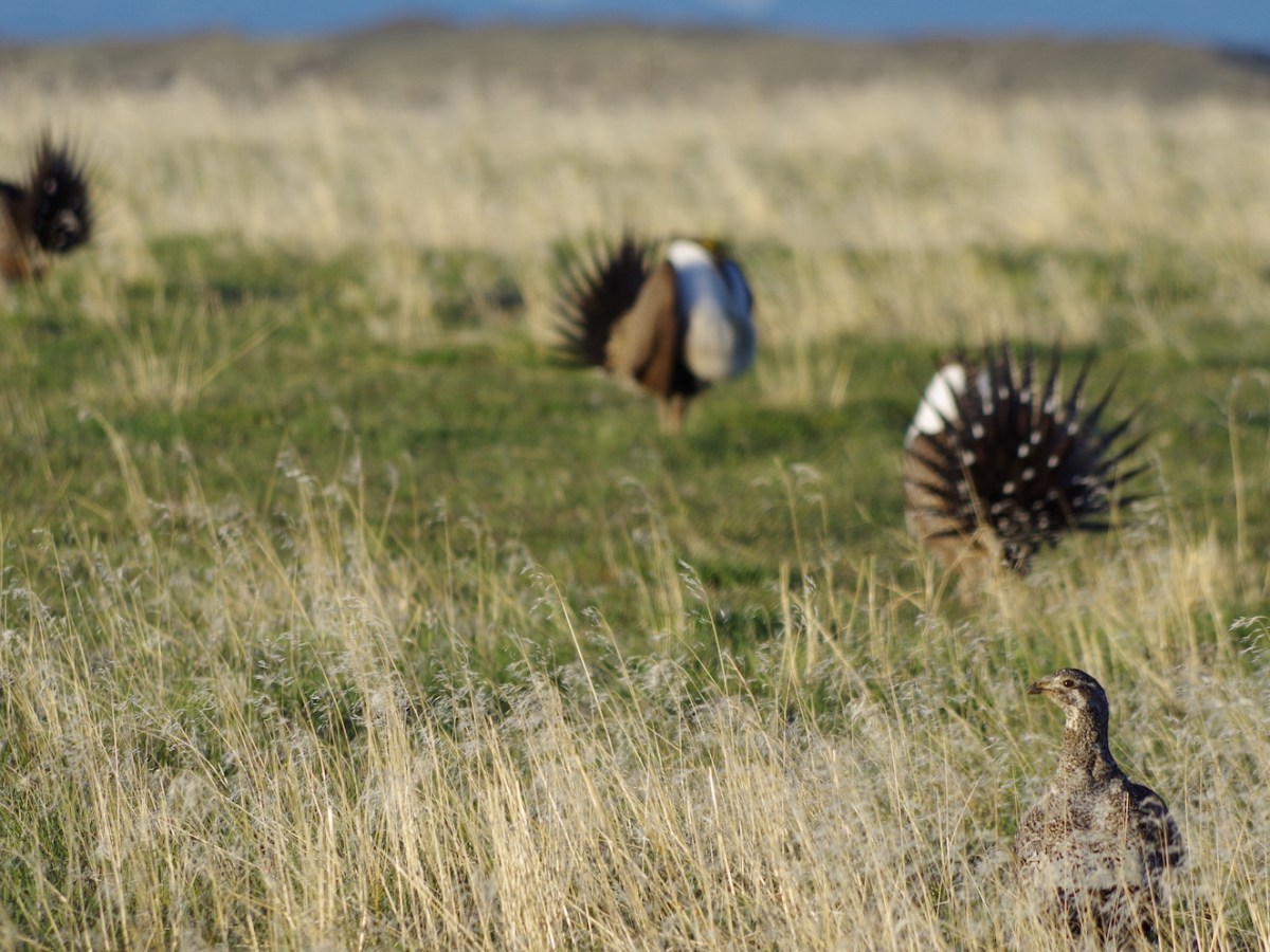 Federal sage grouse plans panned by Wyoming and environmentalists, praised by others