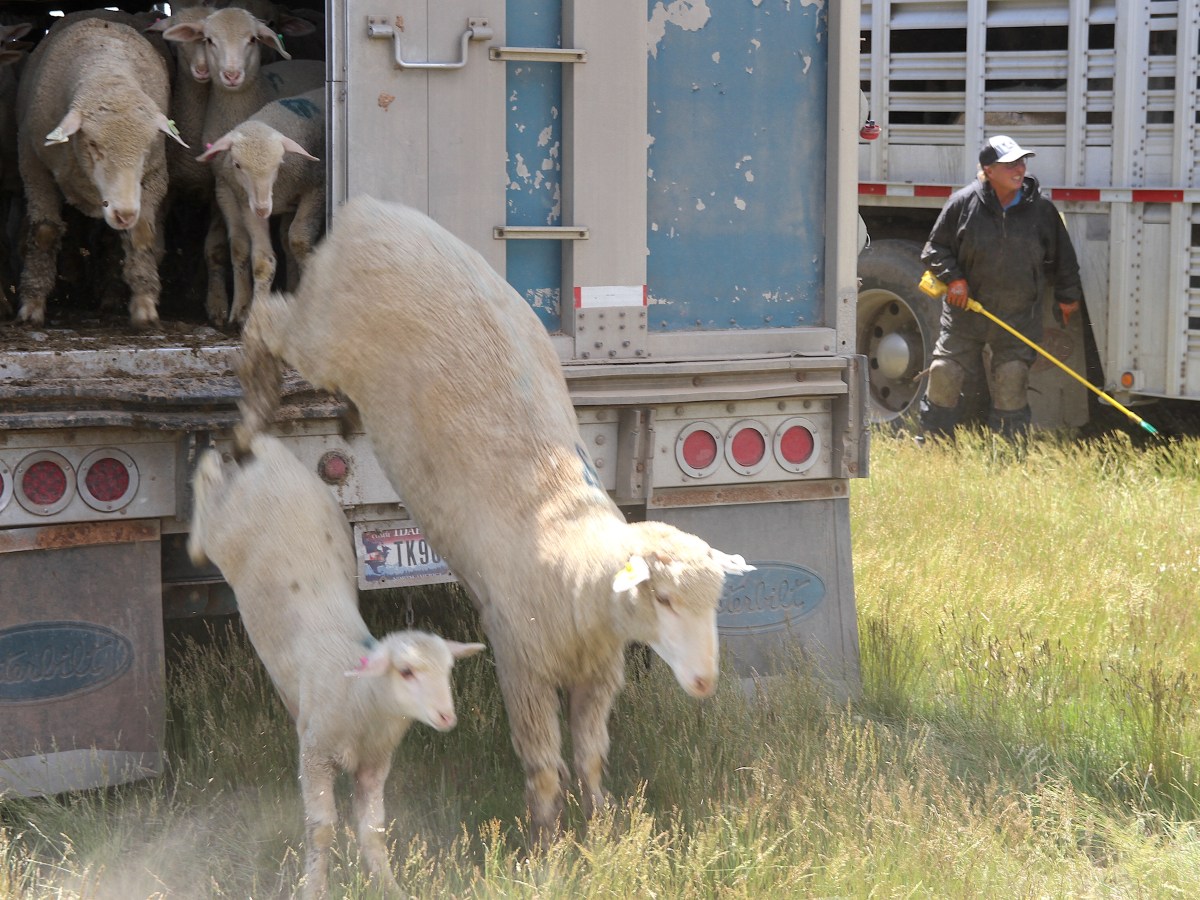 Shorn down, growing back: Woolgrowers eye opportunity
