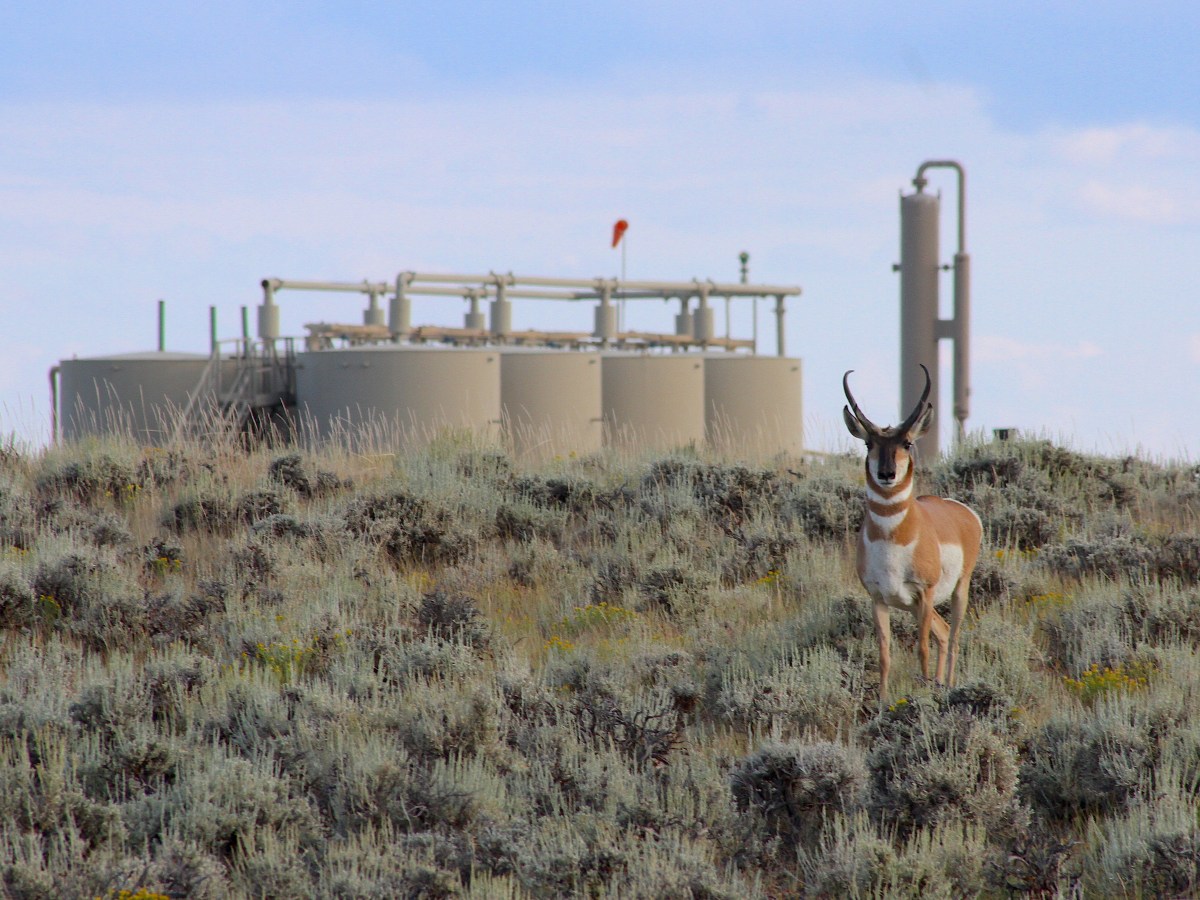 Court OKs 3,500 gas wells amid ‘Path of the Pronghorn,’ sage grouse winter habitat