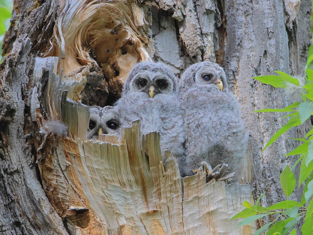 A new owl species has bred in Wyoming. Not everyone’s thrilled.