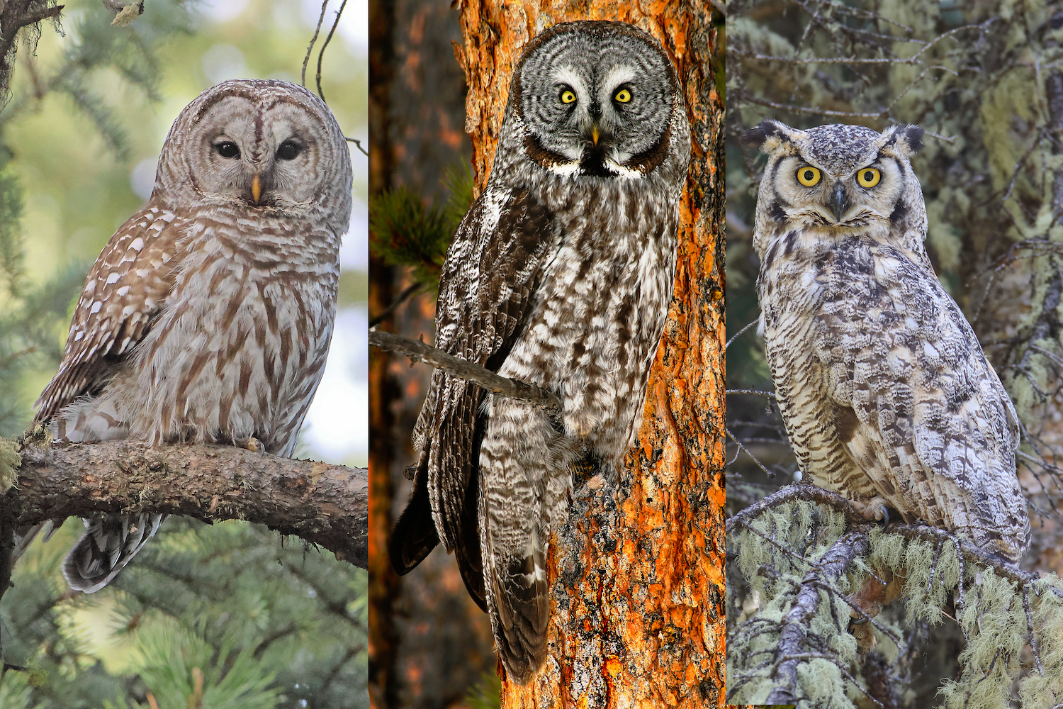 A new owl species has bred in Wyoming. Not everyone’s thrilled. - WyoFile