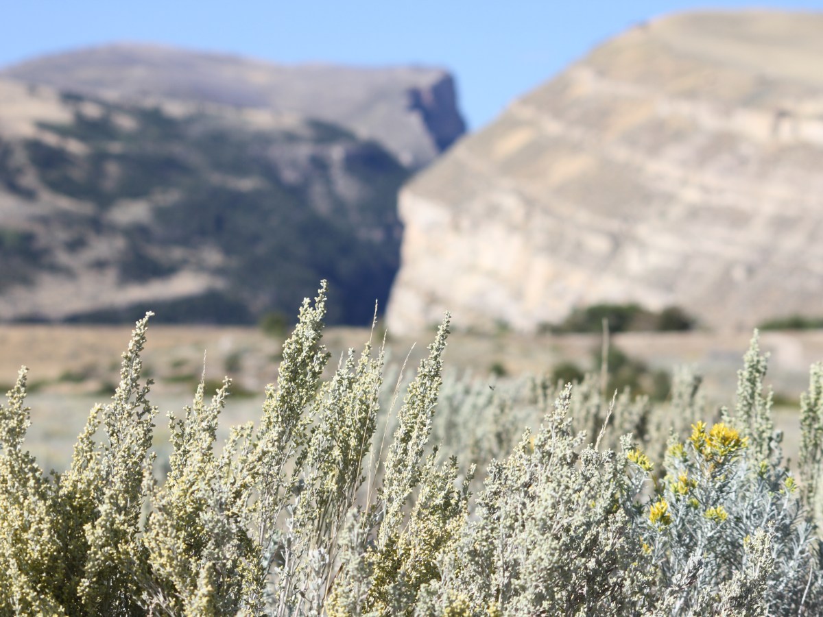 Feds pledge $10.5M to conserve declining sagebrush ecosystem