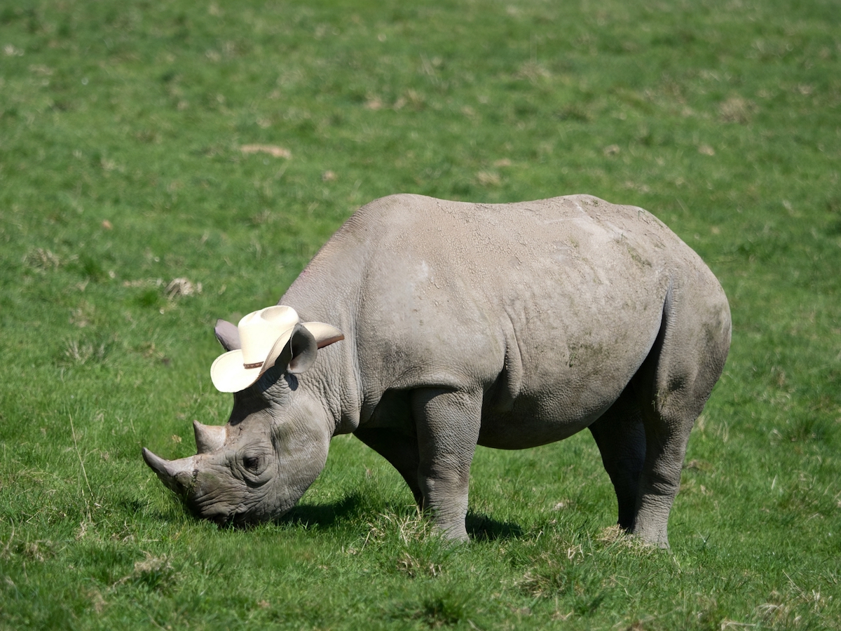 WyoRINO is invited to the party. But will its mysterious owner attend?