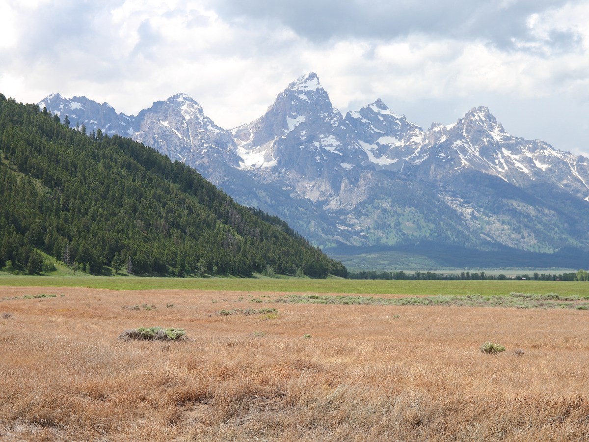 Sagebrush is suffering, even in Wyoming. Saving what’s left is complicated.