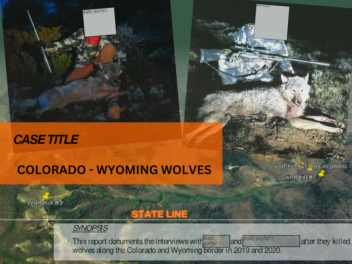Border killings: How shooters lured historic Colorado wolves to their  deaths in Wyoming - WyoFile