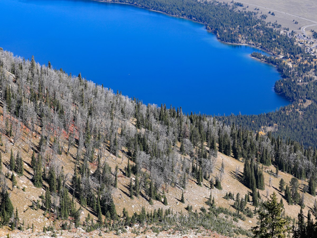 Pine beetles are hammering the Tetons’ whitebark pines, again