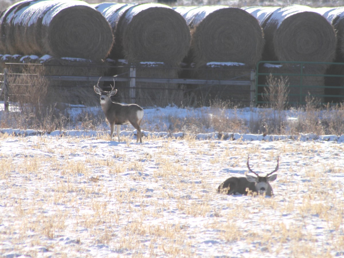 How to decimate a mule deer herd: A case study in Wyoming