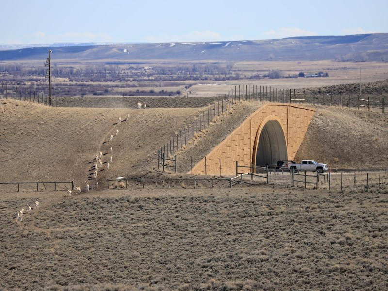 Wyoming wildlife crossing success nets millions for new project